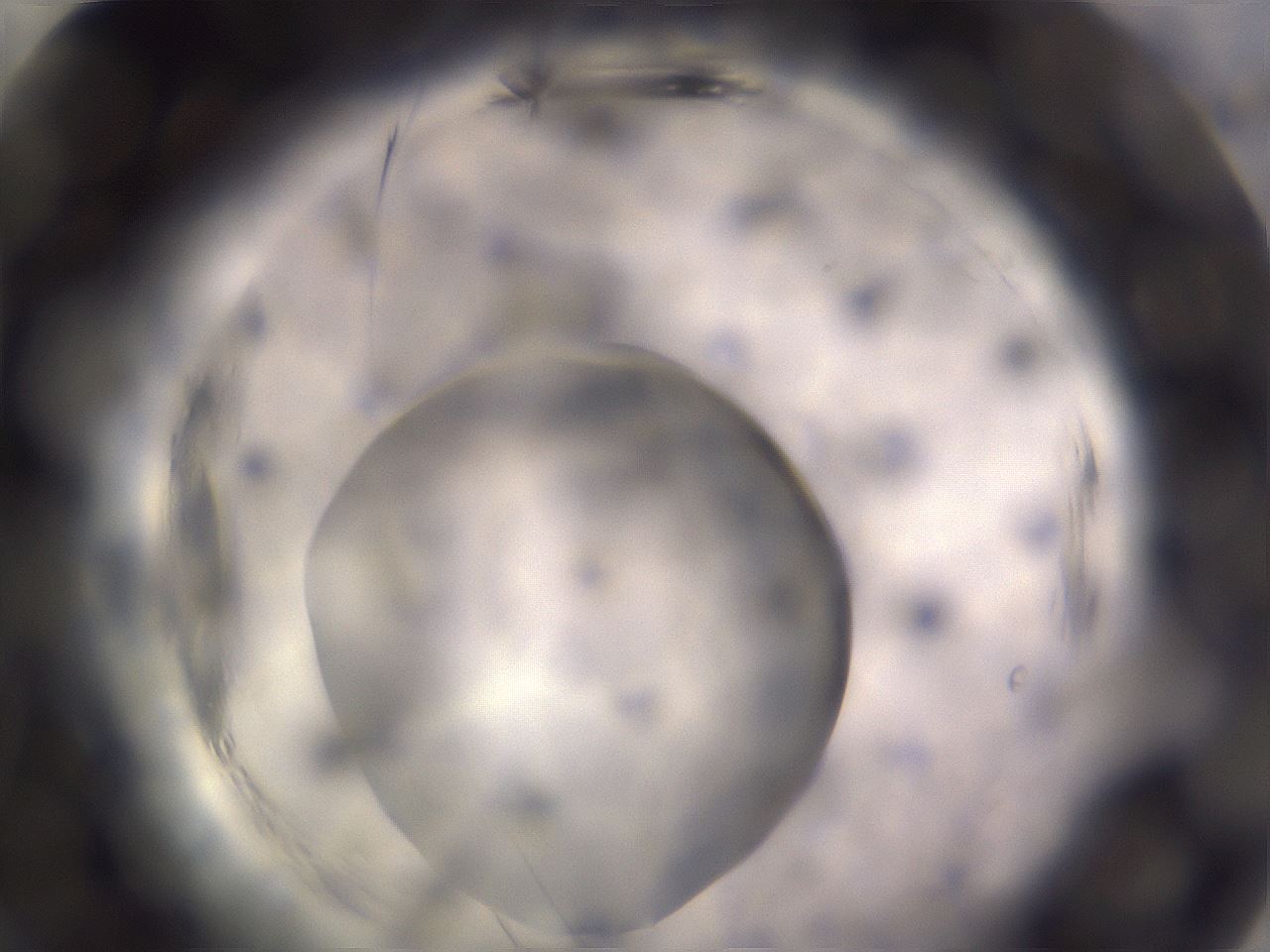 folderID640_plateID2640_batchID13976_wellNum84_profileID1_d2_r214729_ef.jpg