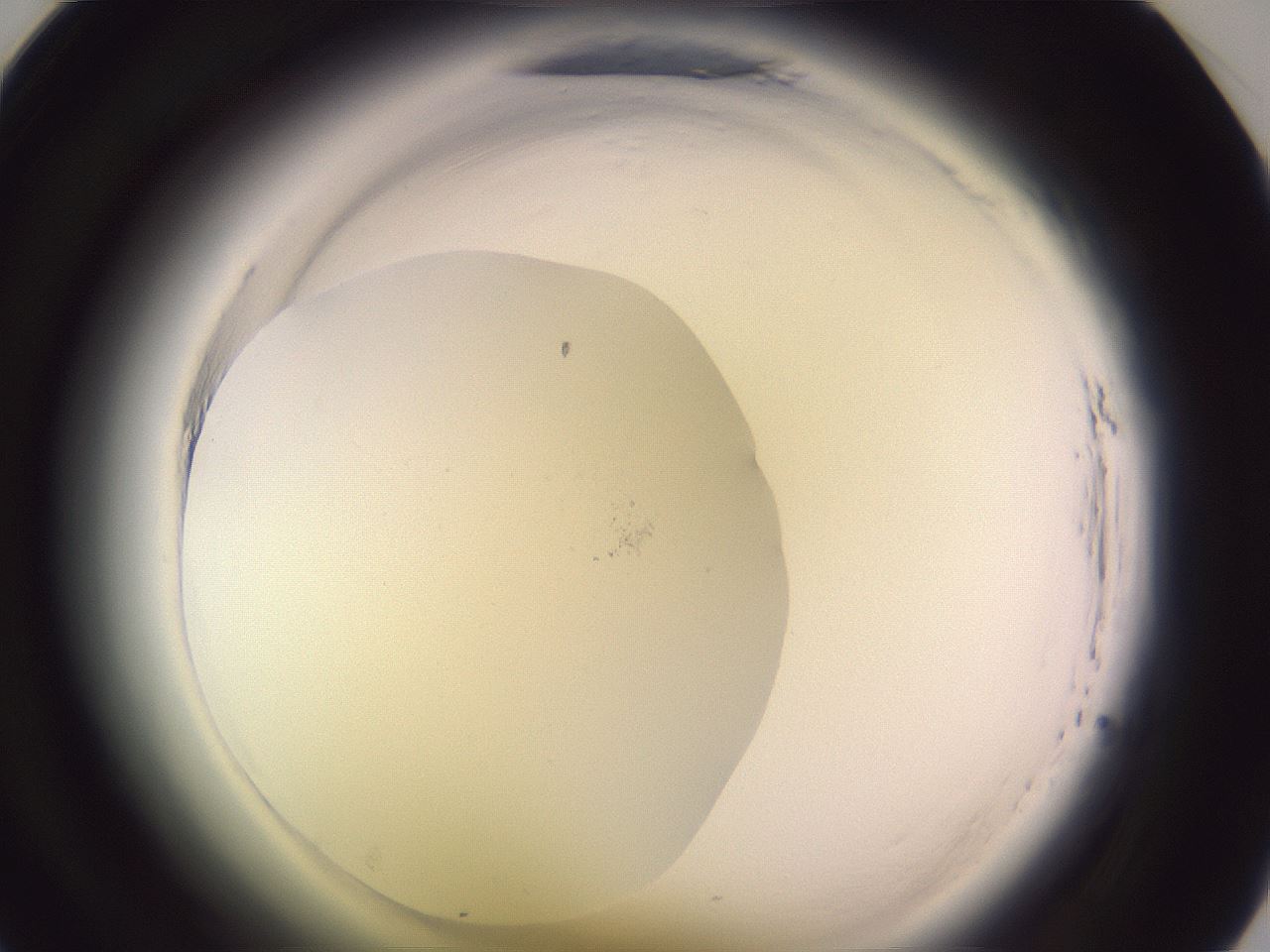 folderID640_plateID2640_batchID15327_wellNum33_profileID1_d1_r214575_ef.jpg