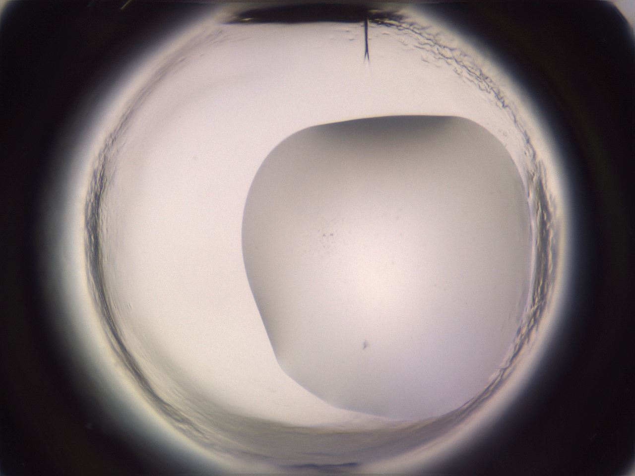 folderID646_plateID2646_batchID13964_wellNum52_profileID1_d3_r212906_ef.jpg