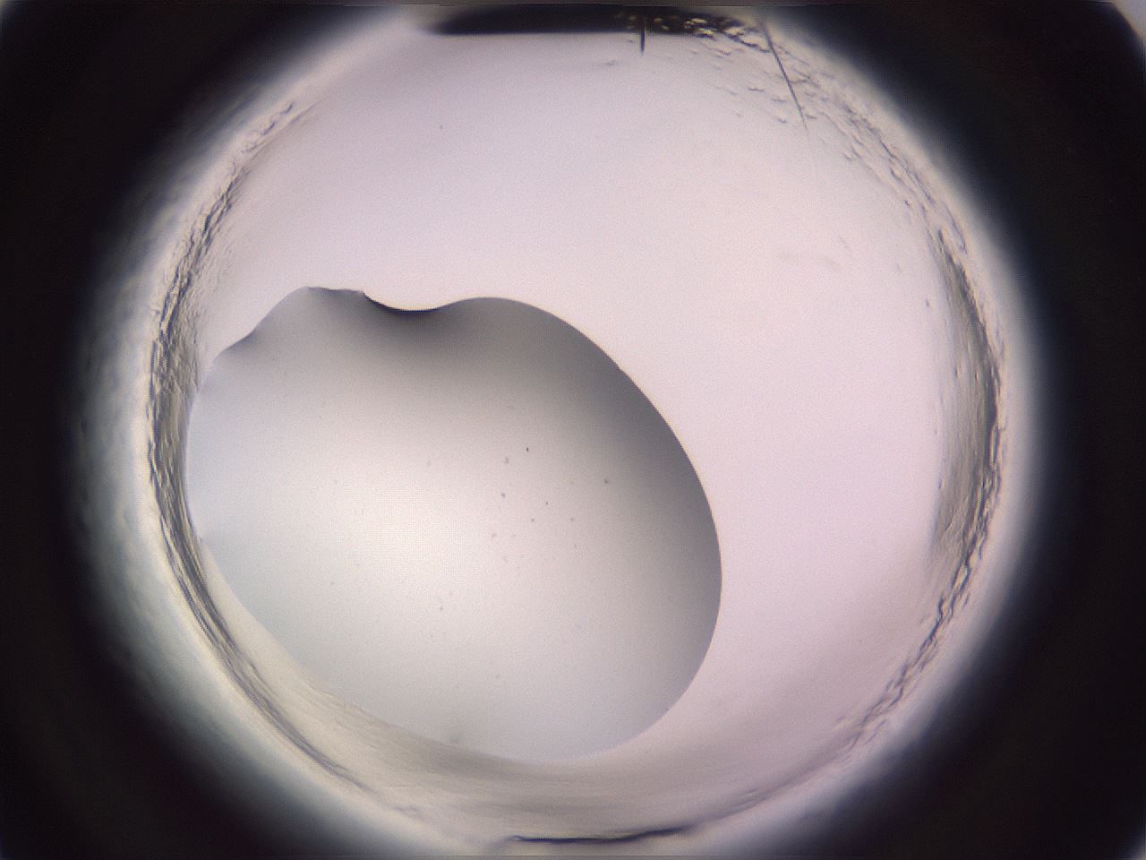 folderID646_plateID2646_batchID13964_wellNum4_profileID1_d2_r212761_ef.jpg
