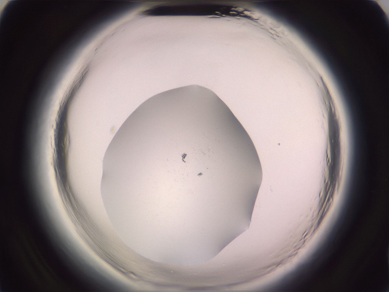 folderID646_plateID2646_batchID15034_wellNum77_profileID1_d2_r212980_ef.jpg