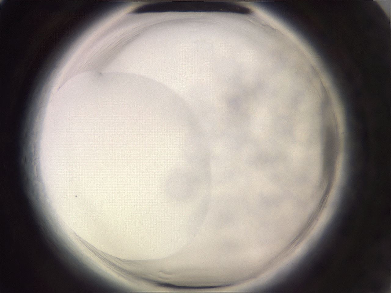 folderID647_plateID2647_batchID13291_wellNum6_profileID1_d1_r213630_ef.jpg