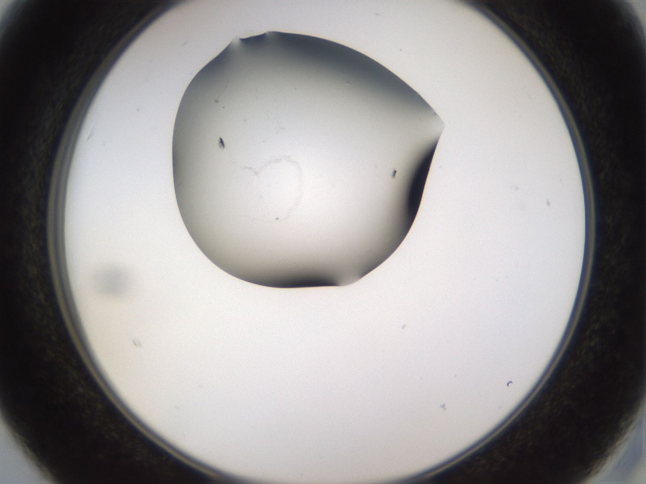 folderID648_plateID2648_batchID12872_wellNum15_profileID1_d2_r210759_ef.jpg