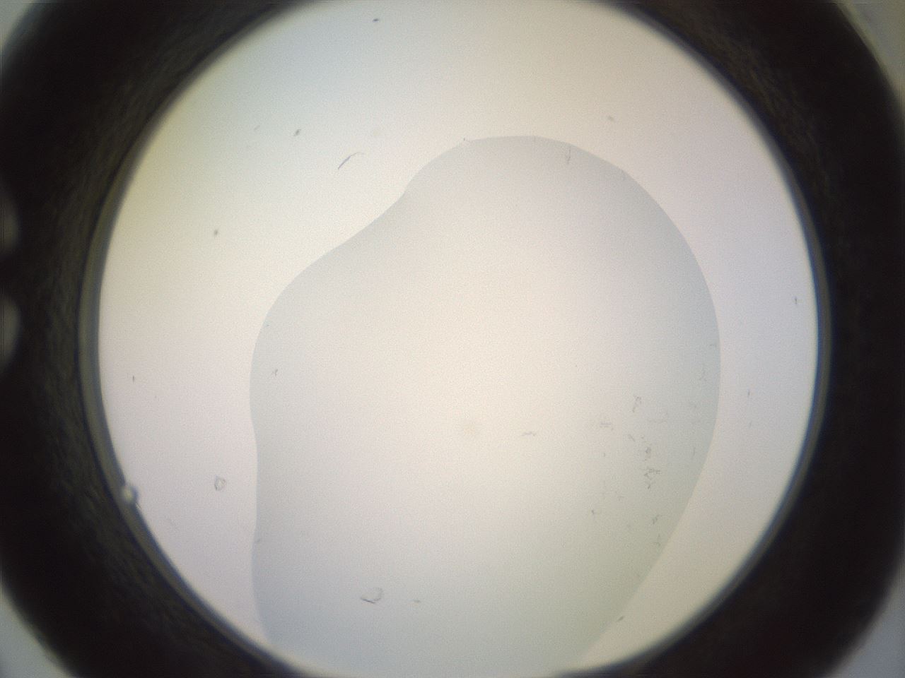 folderID650_plateID3650_batchID22210_wellNum30_profileID1_d1_r327595_ef.jpg
