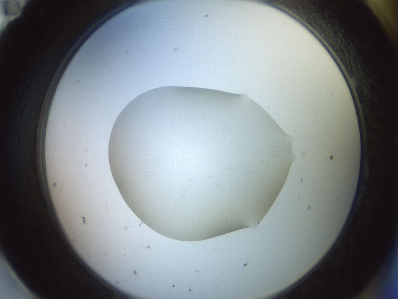 folderID651_plateID3651_batchID22214_wellNum95_profileID1_d2_r327918_ef.jpg