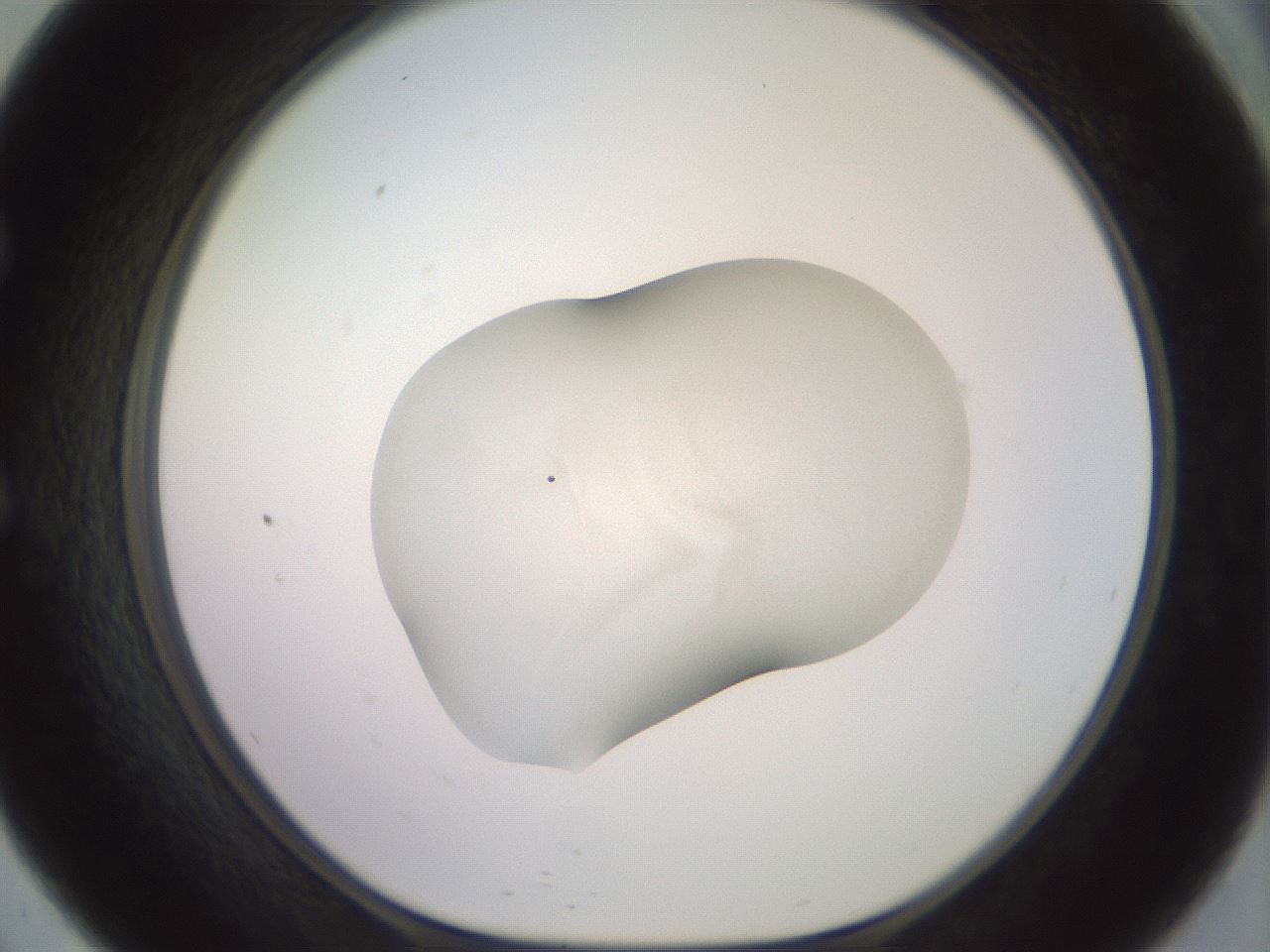 folderID652_plateID3652_batchID22036_wellNum57_profileID1_d1_r328417_ef.jpg