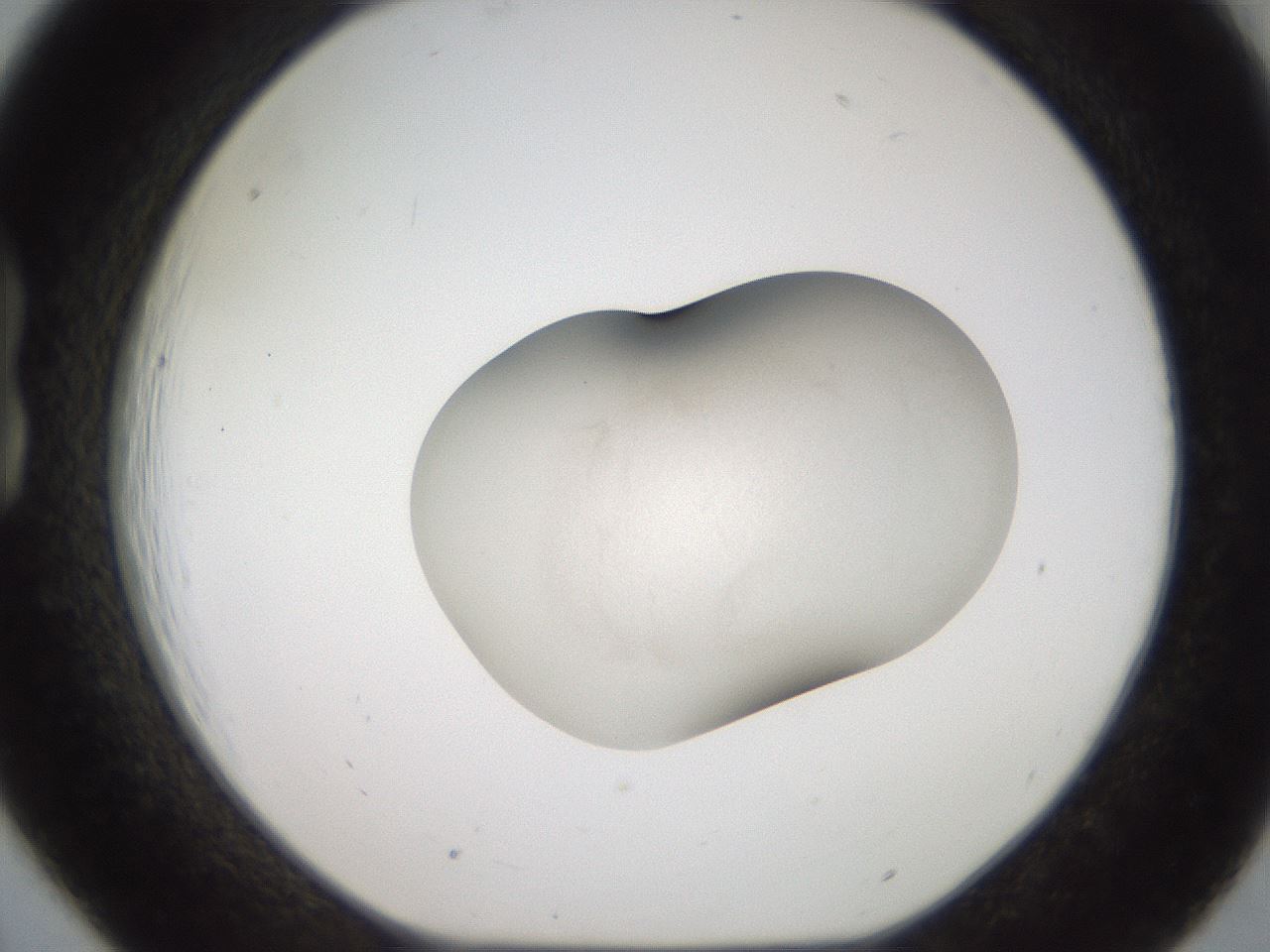 folderID657_plateID3657_batchID21979_wellNum18_profileID1_d1_r326995_ef.jpg