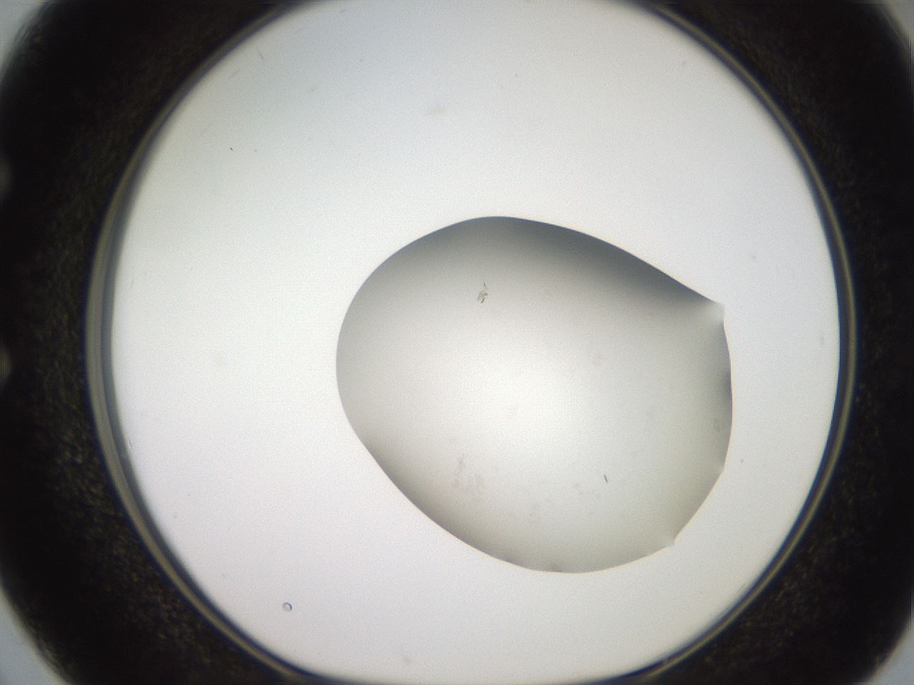 folderID658_plateID3658_batchID22213_wellNum50_profileID1_d1_r328787_ef.jpg
