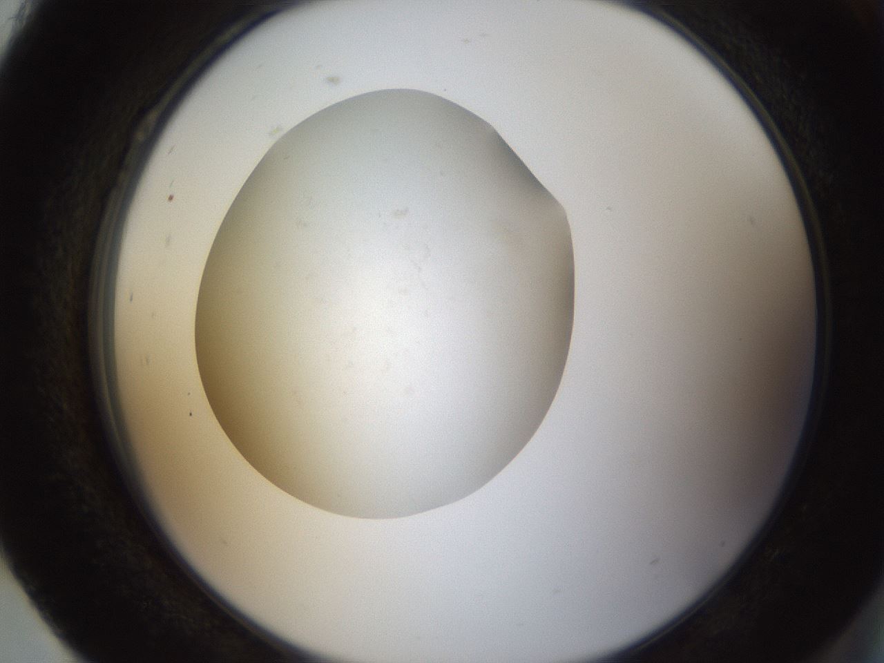 folderID65_plateID1065_batchID2333_wellNum93_profileID1_d2_r53934_ef.jpg