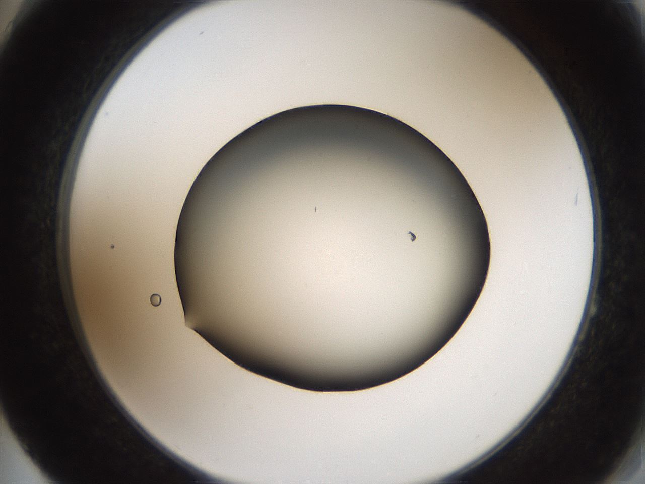 folderID660_plateID3660_batchID22100_wellNum64_profileID1_d2_r330352_ef.jpg