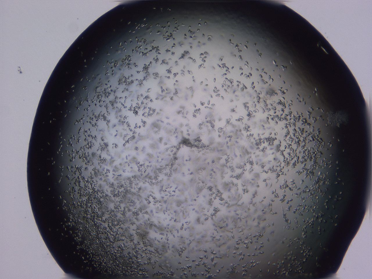 04b8_D12_ImagerDefaults_8.jpg