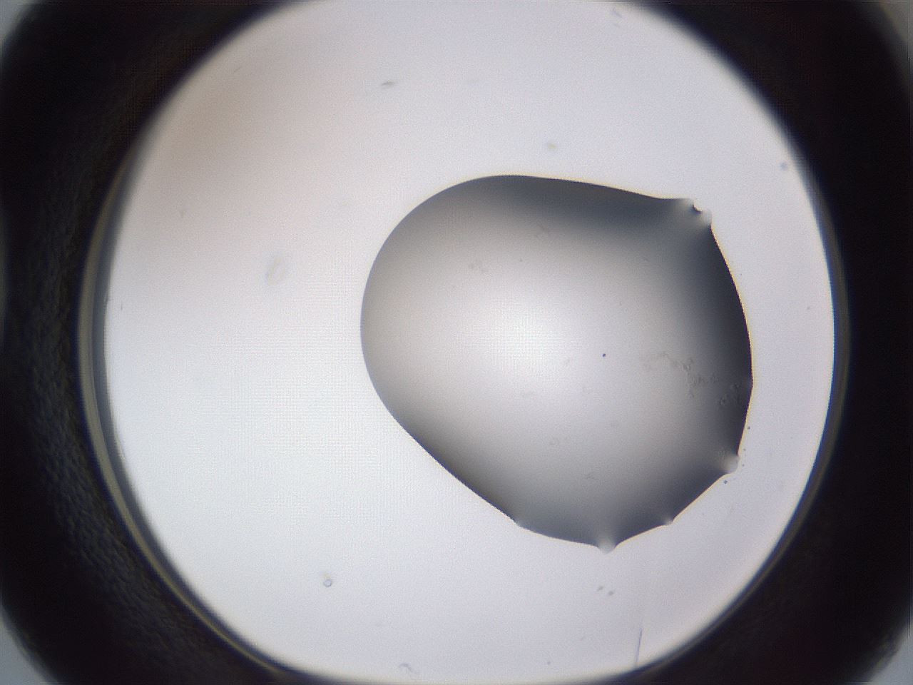 folderID665_plateID3665_batchID22090_wellNum38_profileID1_d1_r329147_ef.jpg