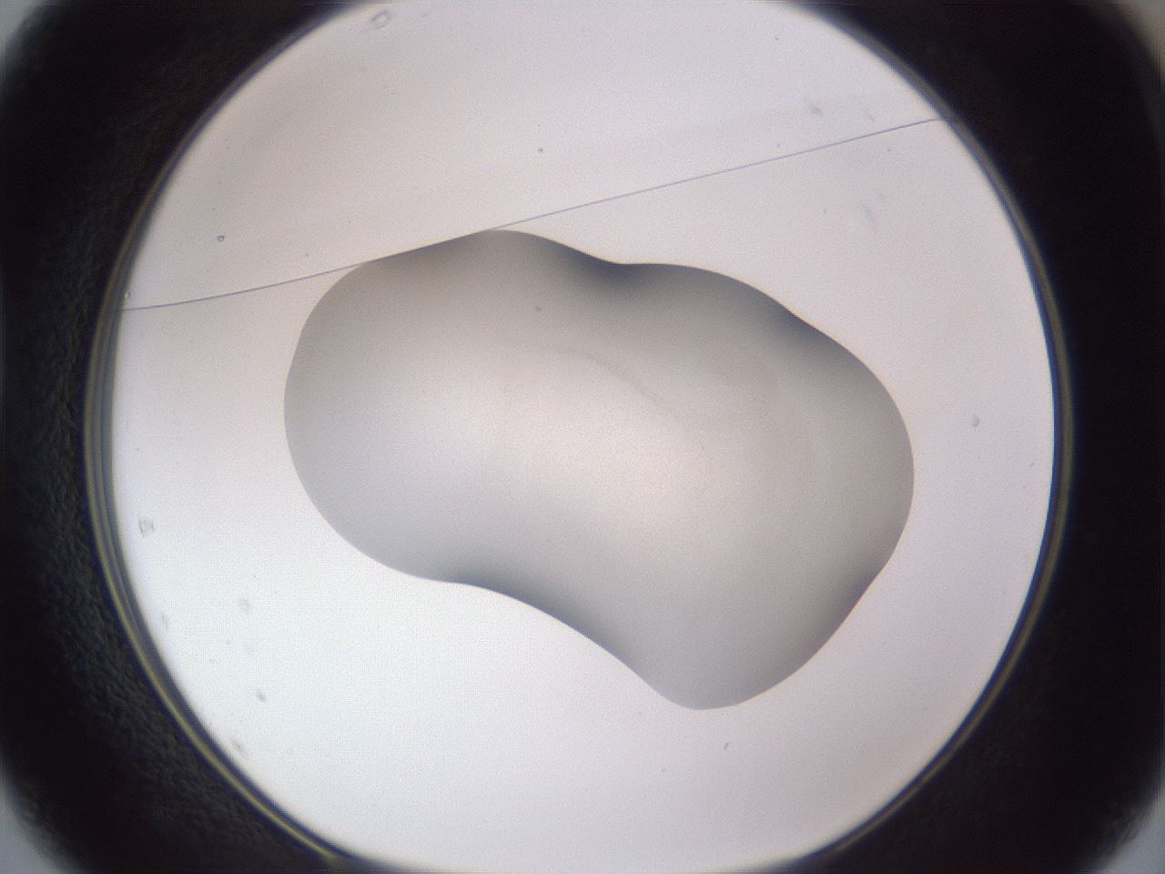 folderID667_plateID3667_batchID22040_wellNum37_profileID1_d1_r330489_ef.jpg