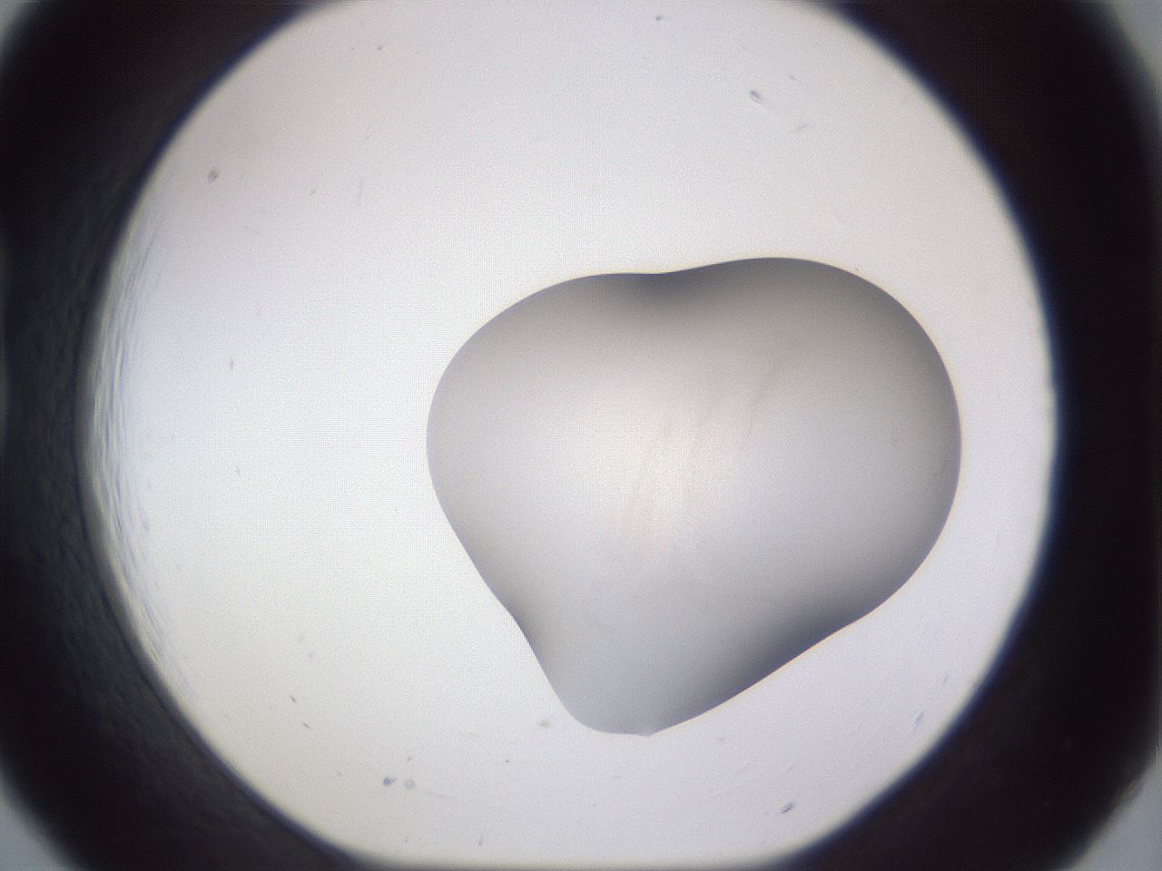 folderID669_plateID3669_batchID22095_wellNum18_profileID1_d1_r329683_ef.jpg