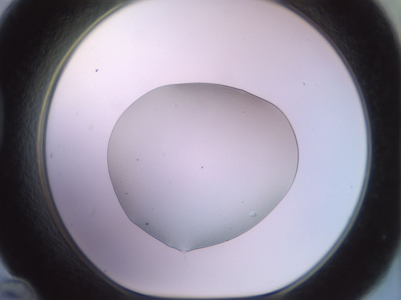 folderID671_plateID3671_batchID22010_wellNum48_profileID1_d1_r325903_ef.jpg