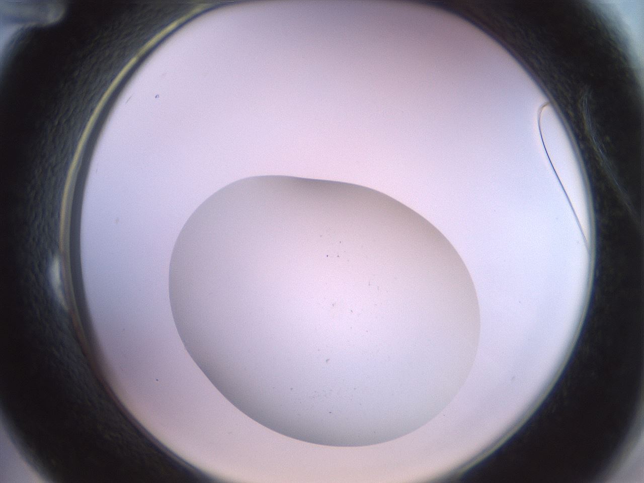 folderID671_plateID3671_batchID22358_wellNum24_profileID1_d2_r325856_ef.jpg