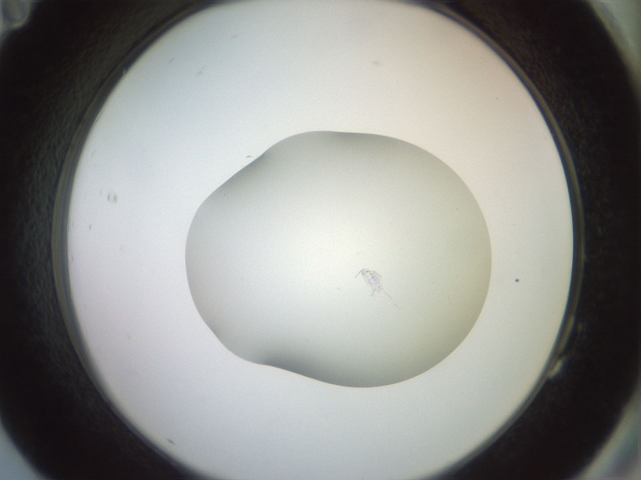 folderID672_plateID3672_batchID22238_wellNum83_profileID1_d2_r325398_ef.jpg