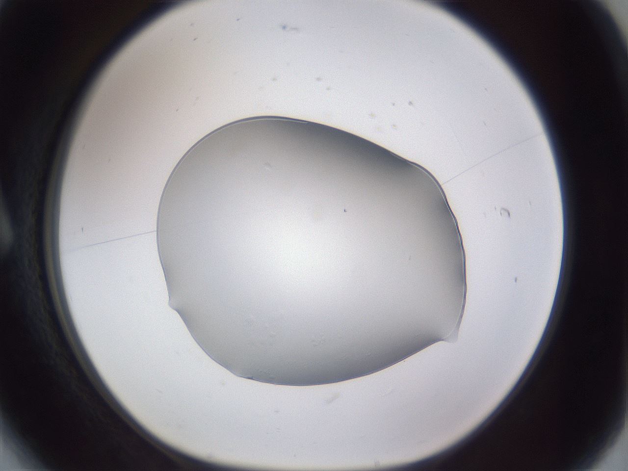 folderID681_plateID3681_batchID21889_wellNum6_profileID1_d1_r326203_ef.jpg