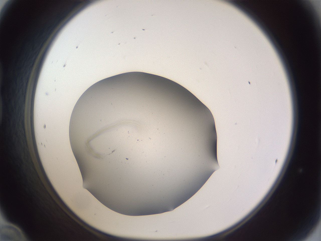folderID681_plateID3681_batchID21920_wellNum24_profileID1_d1_r326239_ef.jpg