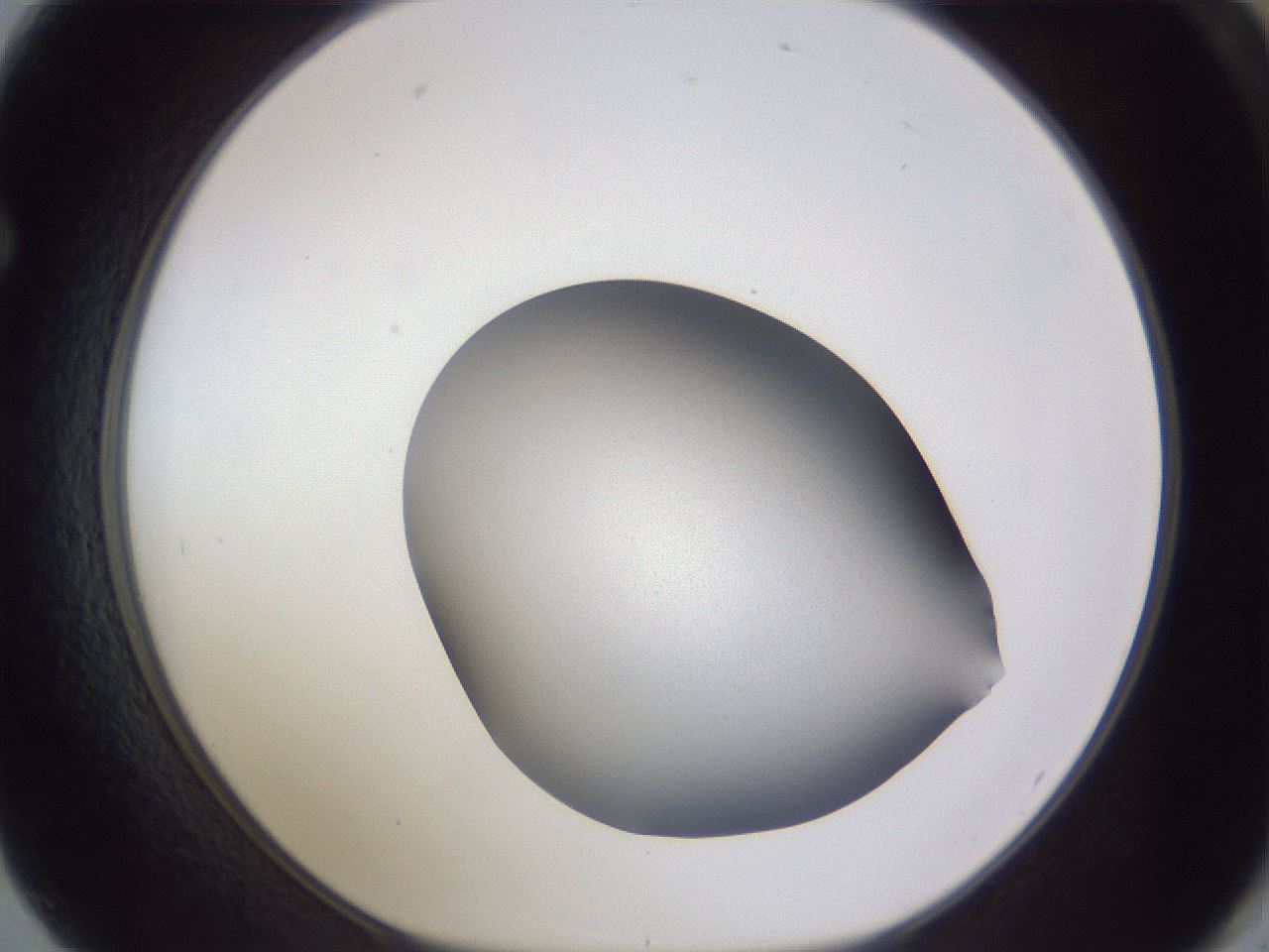 folderID681_plateID3681_batchID21973_wellNum62_profileID1_d1_r326315_ef.jpg