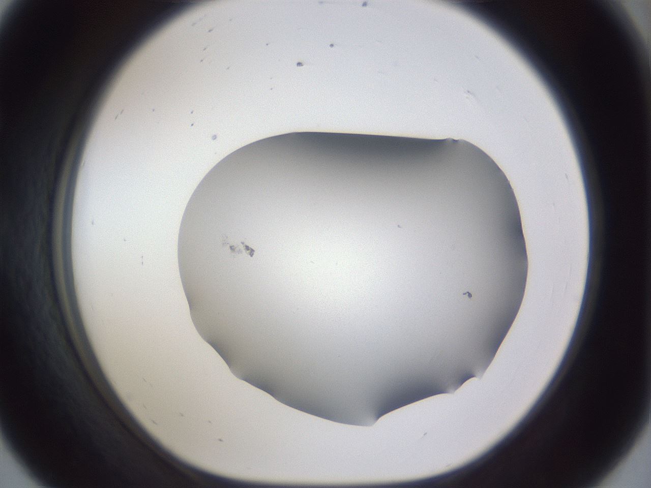 folderID683_plateID3683_batchID21886_wellNum56_profileID1_d1_r325727_ef.jpg
