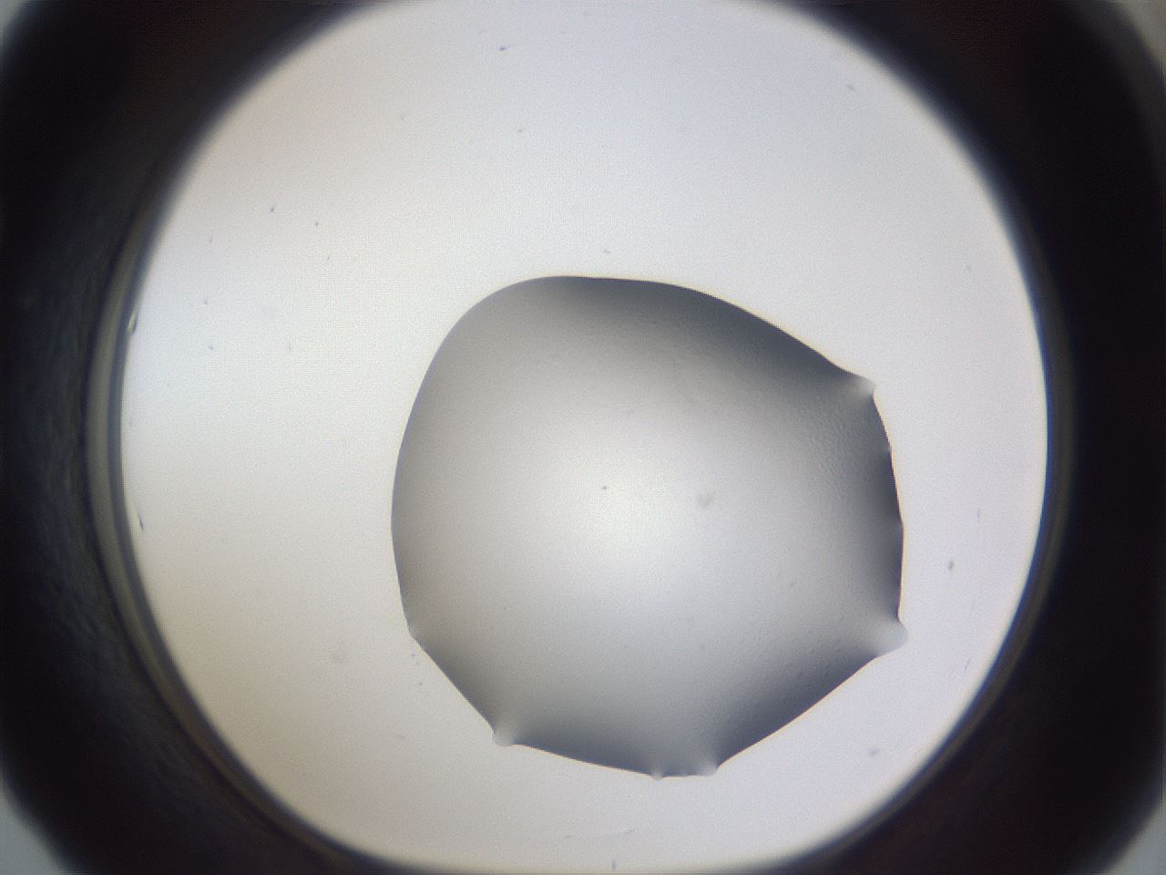 folderID683_plateID3683_batchID21909_wellNum53_profileID1_d1_r325721_ef.jpg