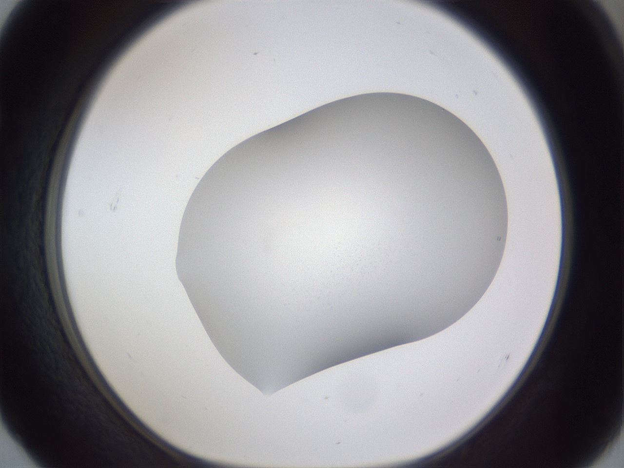 folderID683_plateID3683_batchID22009_wellNum52_profileID1_d1_r325719_ef.jpg