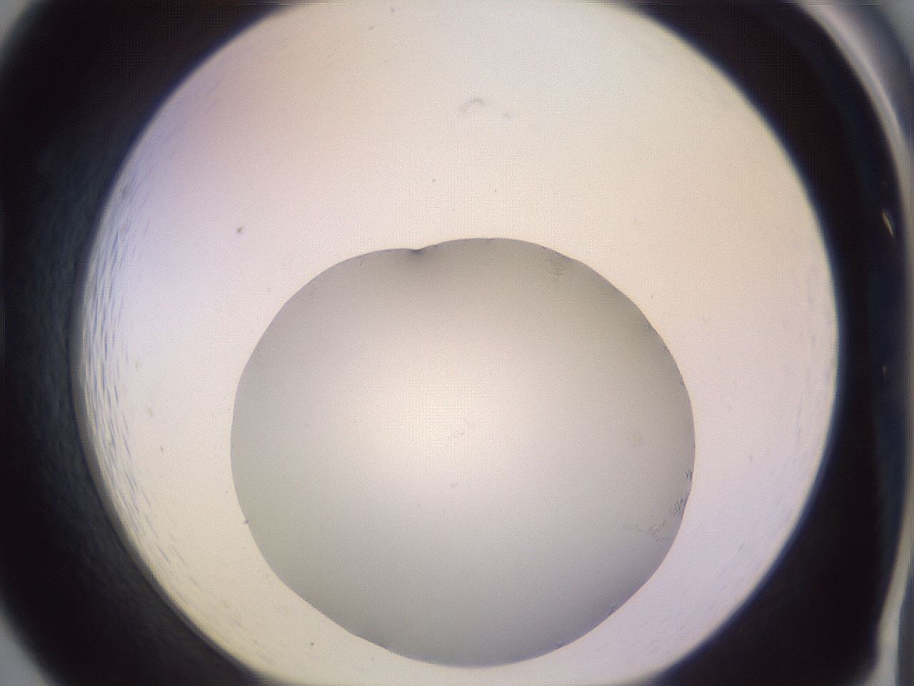 folderID685_plateID2685_batchID13706_wellNum19_profileID1_d1_r218379_ef.jpg