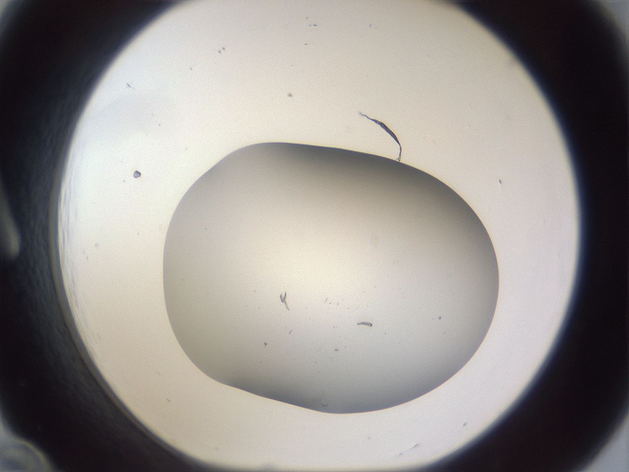 folderID685_plateID3685_batchID21882_wellNum12_profileID1_d1_r324871_ef.jpg