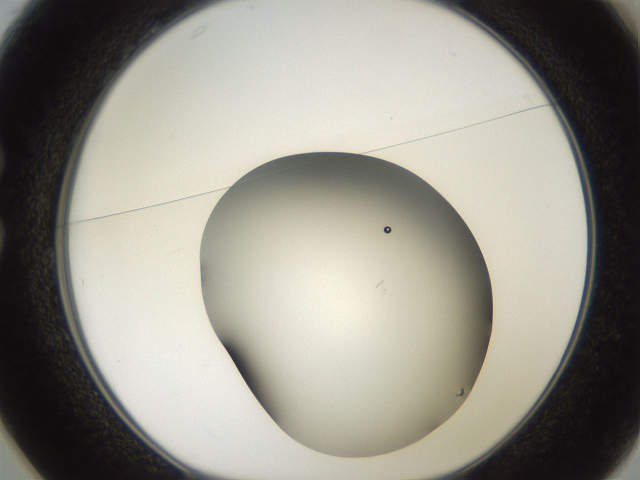 folderID686_plateID3686_batchID21880_wellNum25_profileID1_d1_r324513_ef.jpg