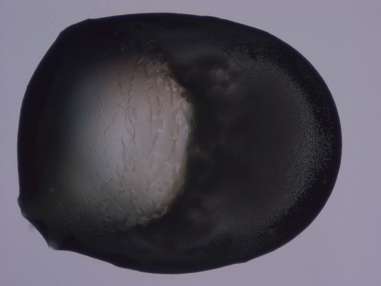 04ba_C5_ImagerDefaults_3.jpg