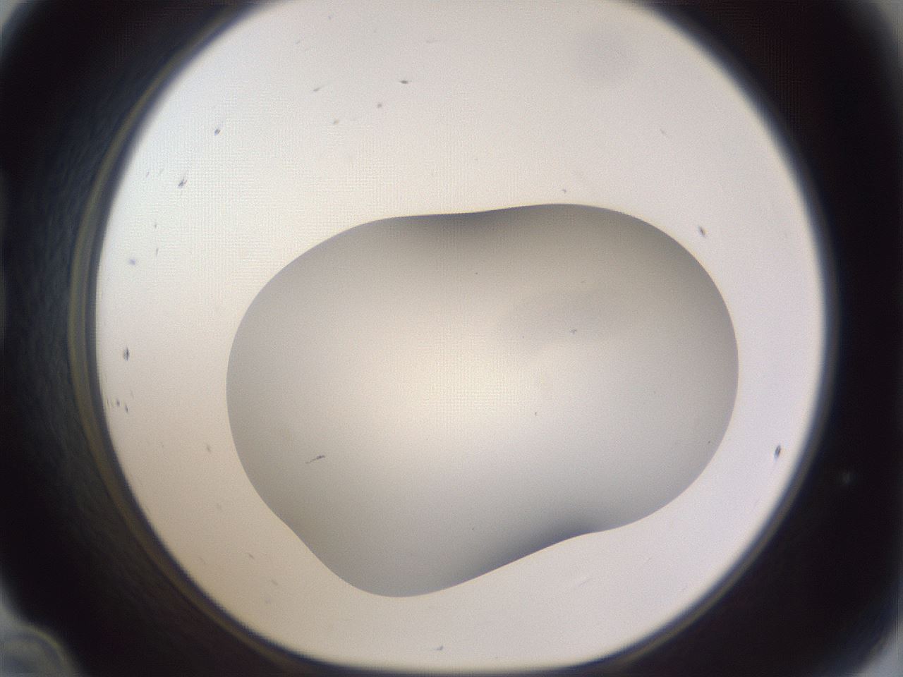 folderID687_plateID3687_batchID22233_wellNum24_profileID1_d1_r324319_ef.jpg
