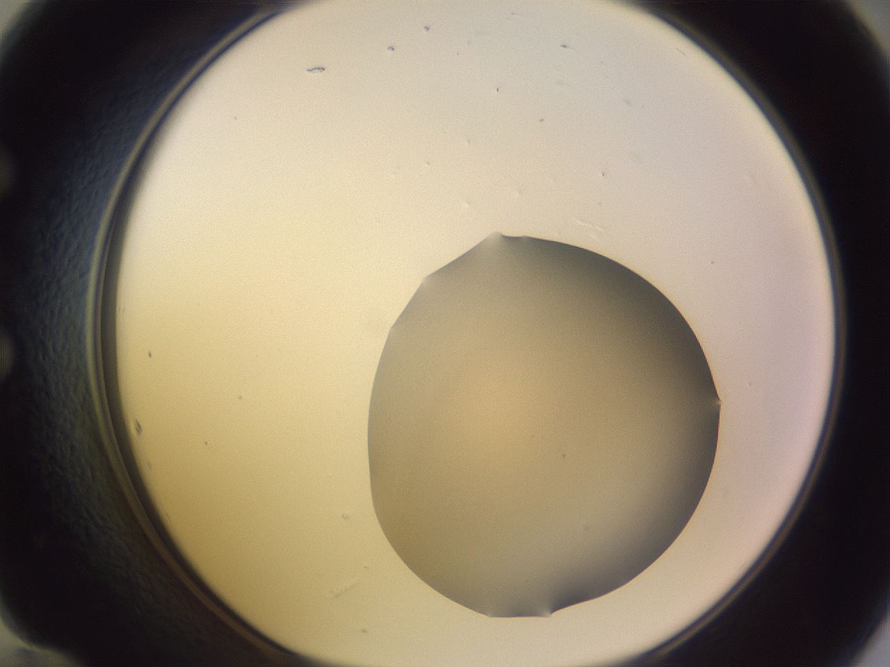 folderID68_plateID3068_batchID18610_wellNum60_profileID1_d1_r267332_ef.jpg