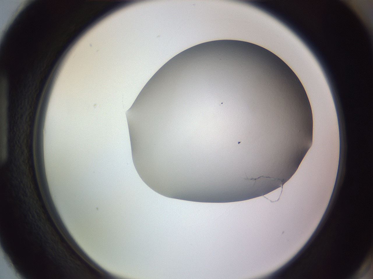 folderID68_plateID3068_batchID18610_wellNum87_profileID1_d1_r267359_ef.jpg