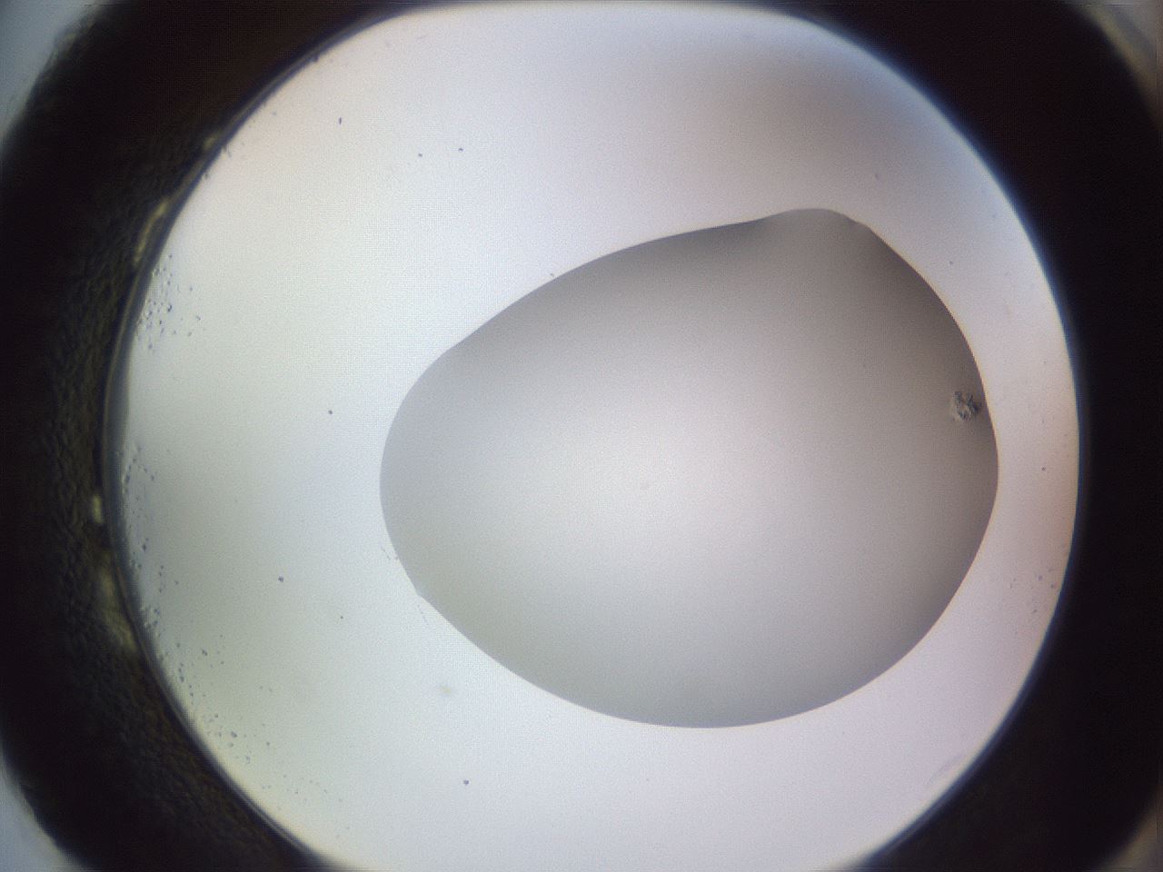 folderID68_plateID3068_batchID18610_wellNum87_profileID1_d2_r265343_ef.jpg