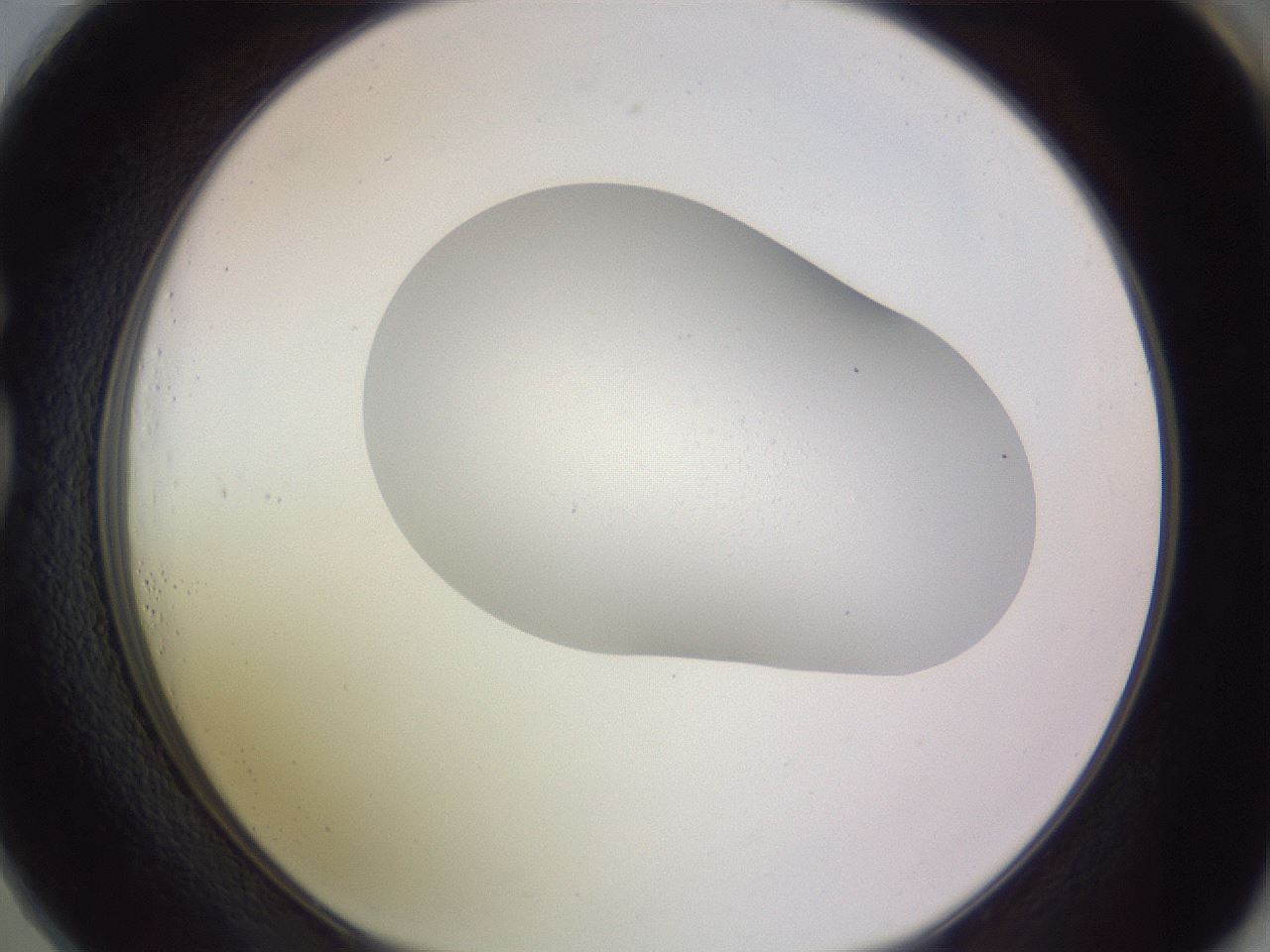 folderID68_plateID3068_batchID17624_wellNum73_profileID1_d1_r267345_ef.jpg