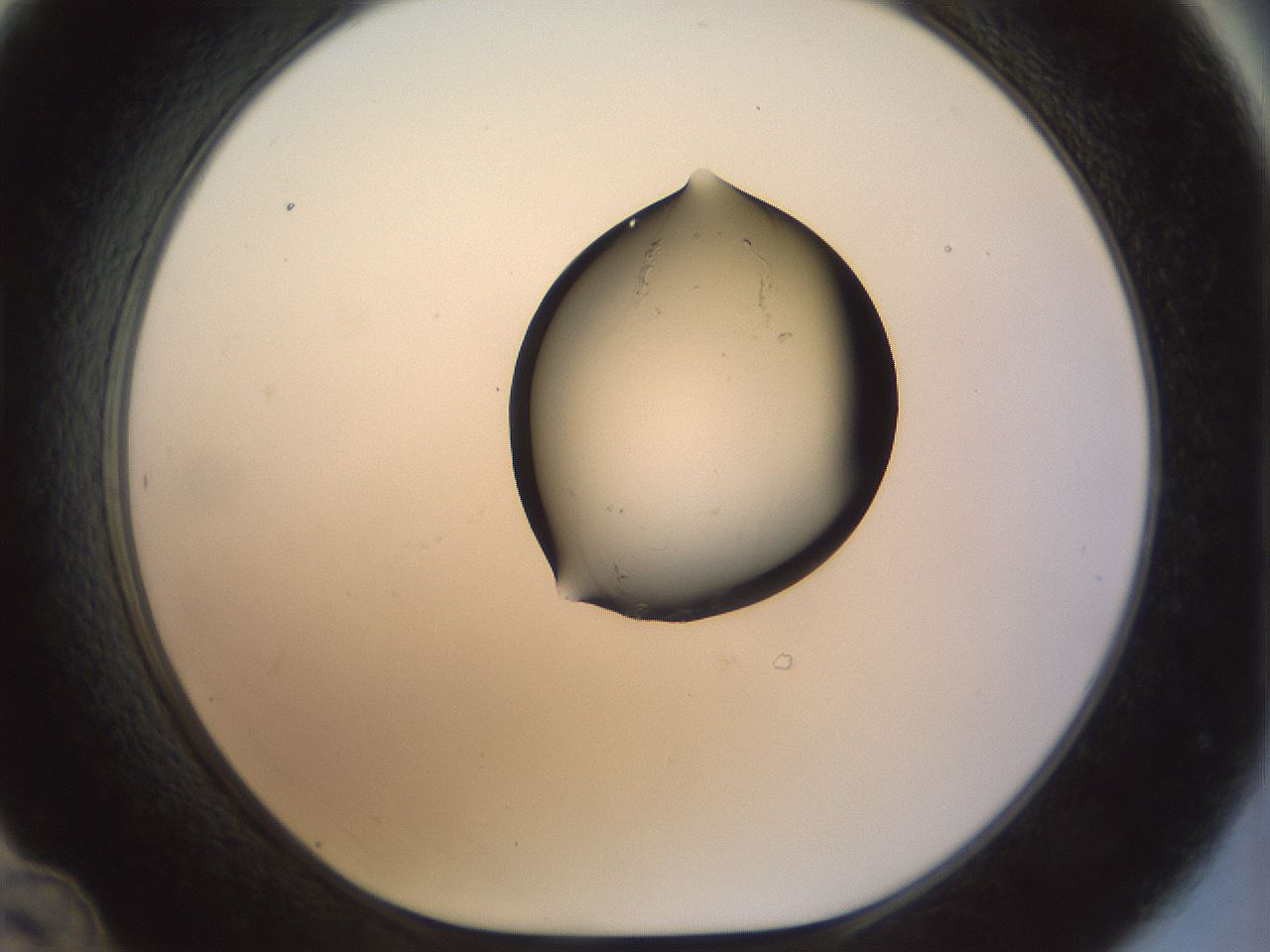 folderID6_plateID1006_batchID1616_wellNum48_profileID1_d1_r41778_ef.jpg