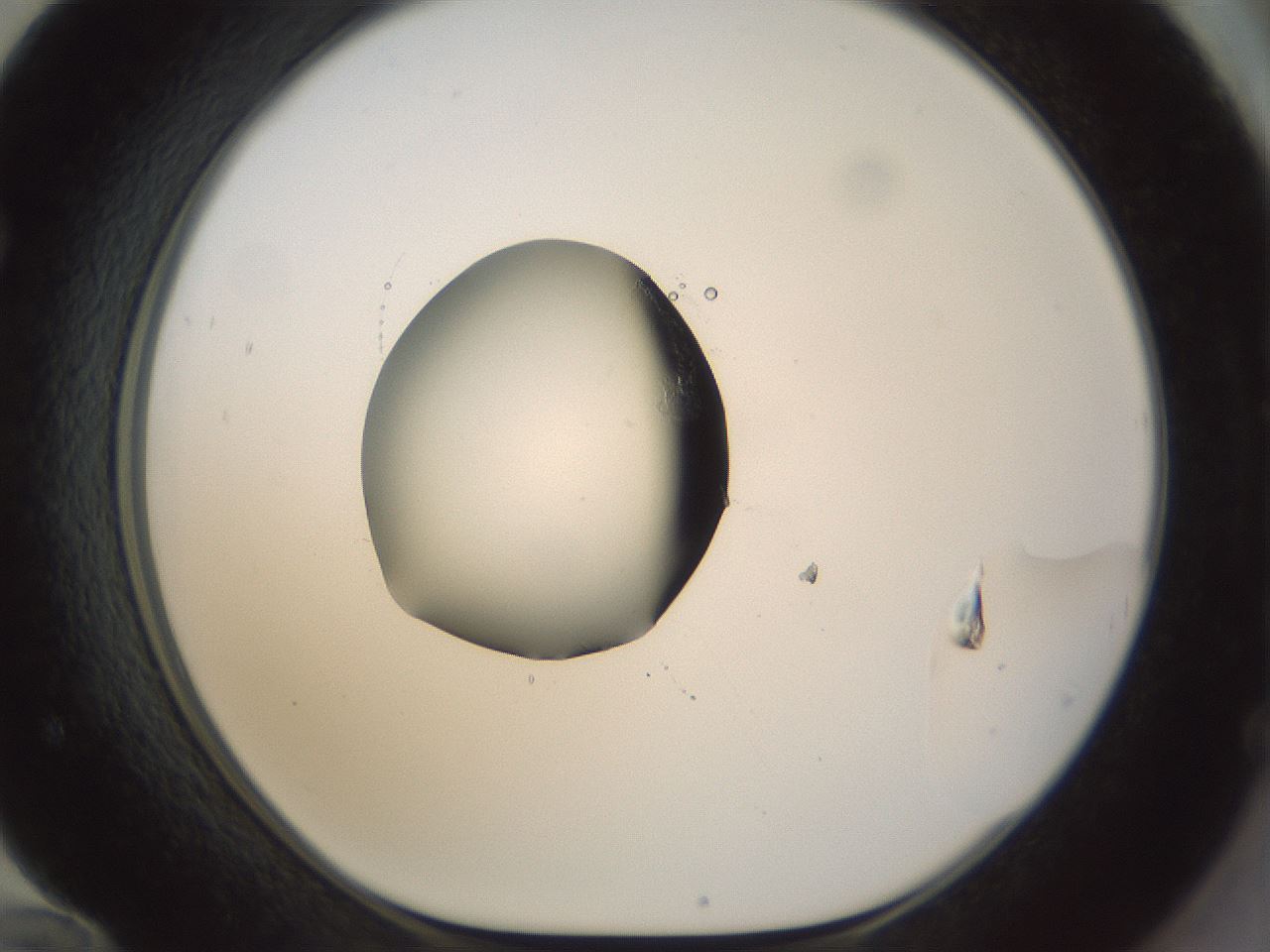 folderID70_plateID1070_batchID2360_wellNum72_profileID1_d1_r49859_ef.jpg
