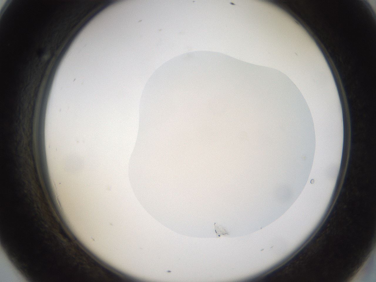folderID70_plateID3070_batchID19074_wellNum69_profileID1_d2_r265709_ef.jpg