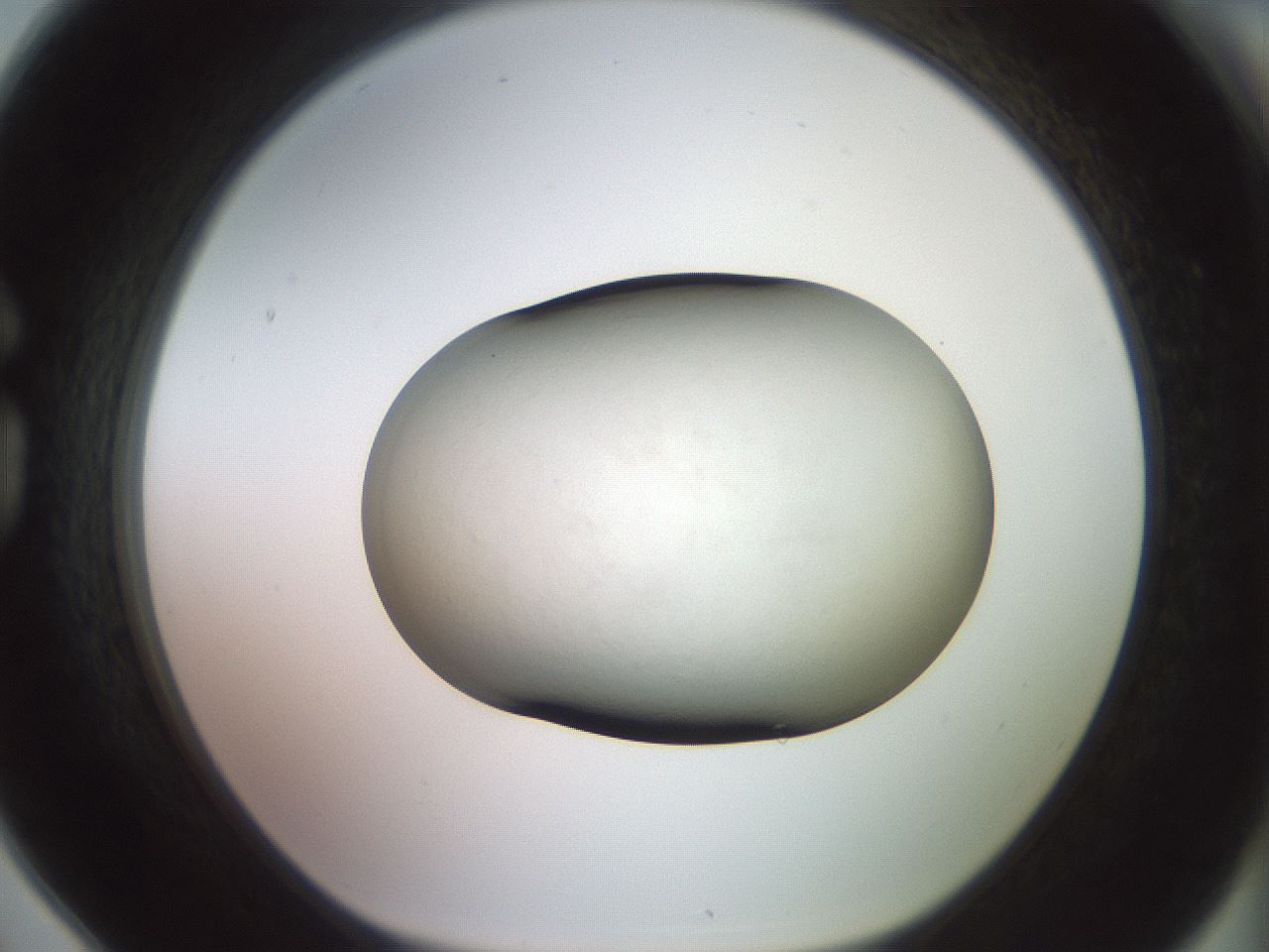 folderID711_plateID3711_batchID22252_wellNum78_profileID1_d1_r332714_ef.jpg