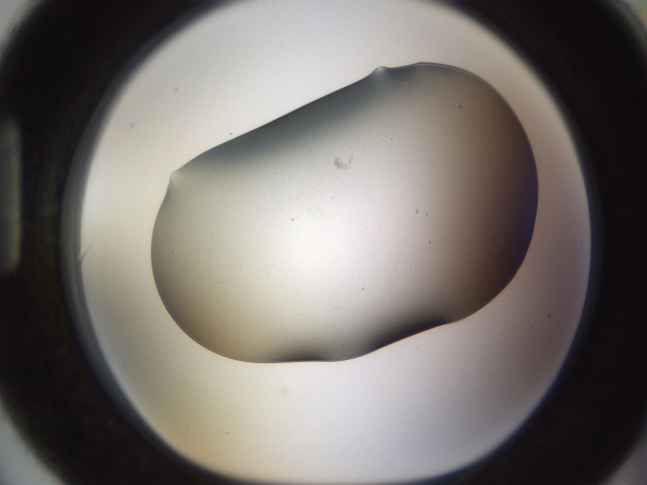 folderID710_plateID1710_batchID7052_wellNum90_profileID1_d1_r113691_ef.jpg