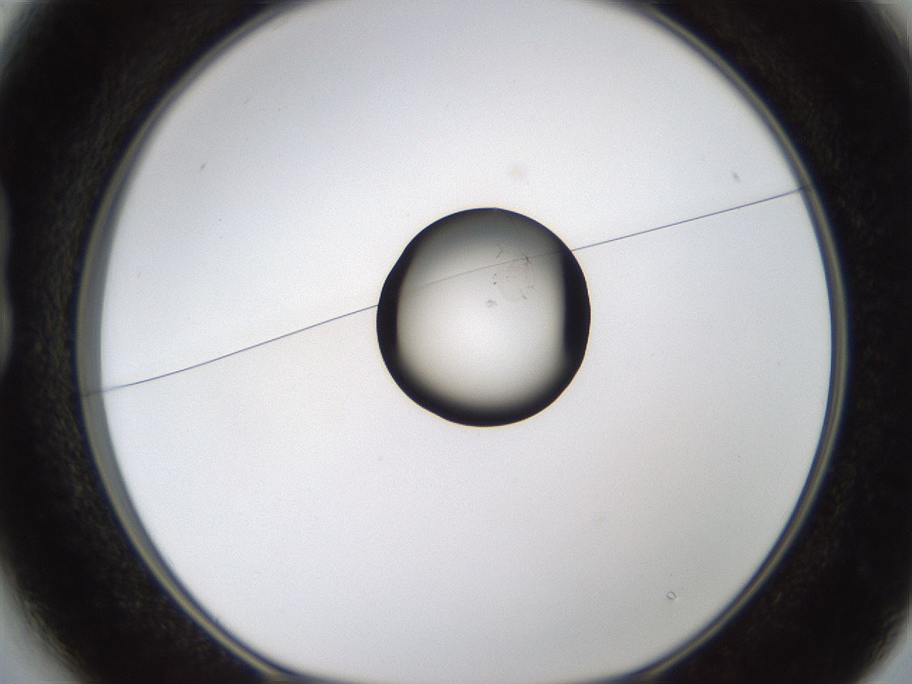 folderID749_plateID1749_batchID7215_wellNum13_profileID1_d1_r116272_ef.jpg