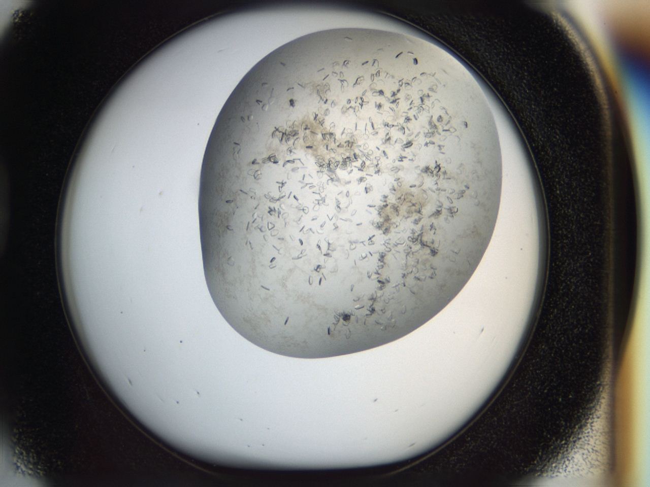 04cm_D5_ImagerDefaults_7.jpg