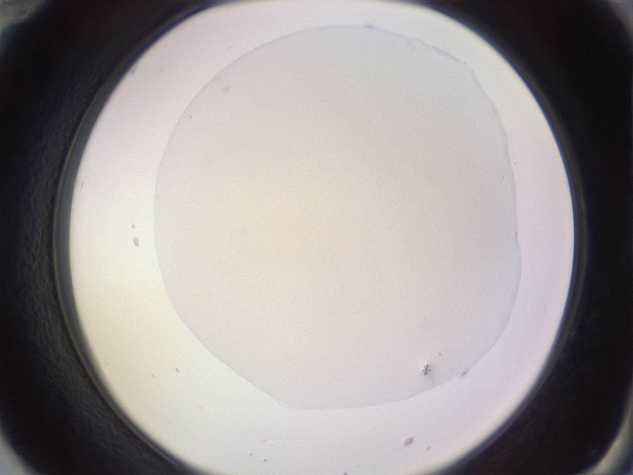 folderID77_plateID3077_batchID19067_wellNum70_profileID1_d2_r265134_ef.jpg