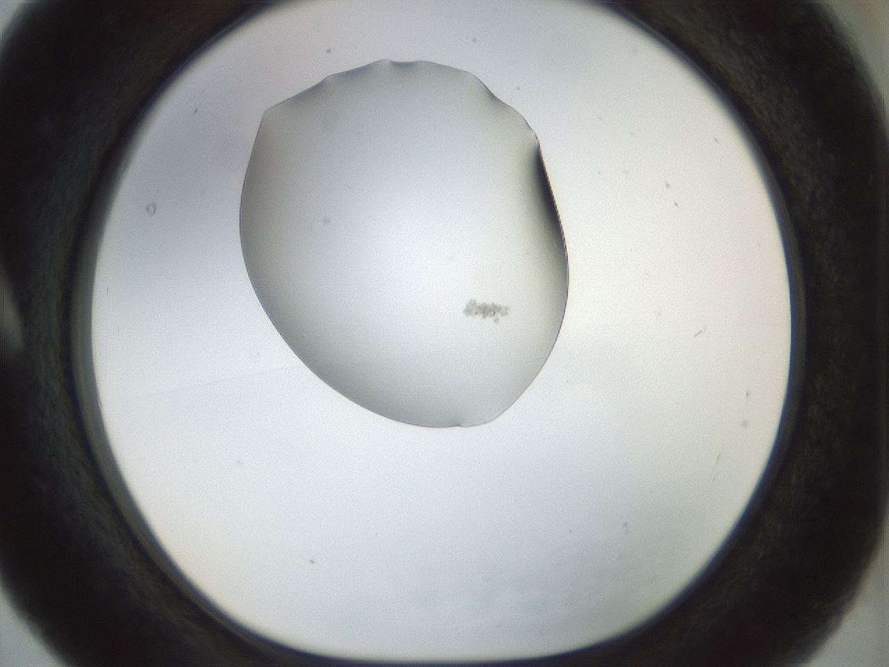 folderID7_plateID1007_batchID1586_wellNum5_profileID1_d1_r41831_ef.jpg