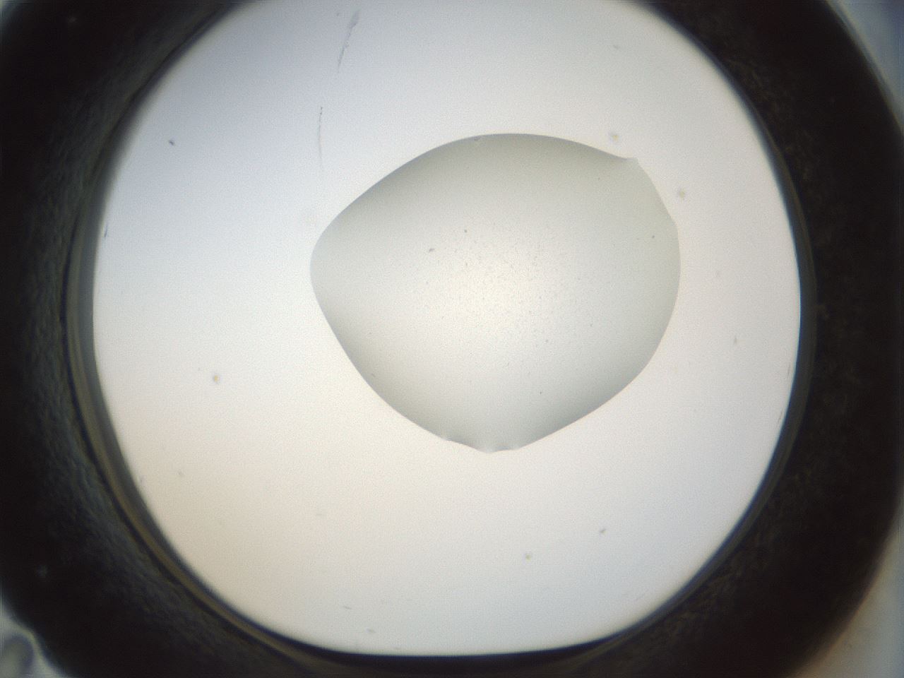 folderID7_plateID1007_batchID1618_wellNum71_profileID1_d1_r41897_ef.jpg
