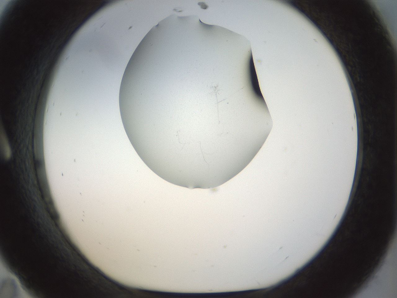 folderID7_plateID1007_batchID1667_wellNum11_profileID1_d1_r41837_ef.jpg