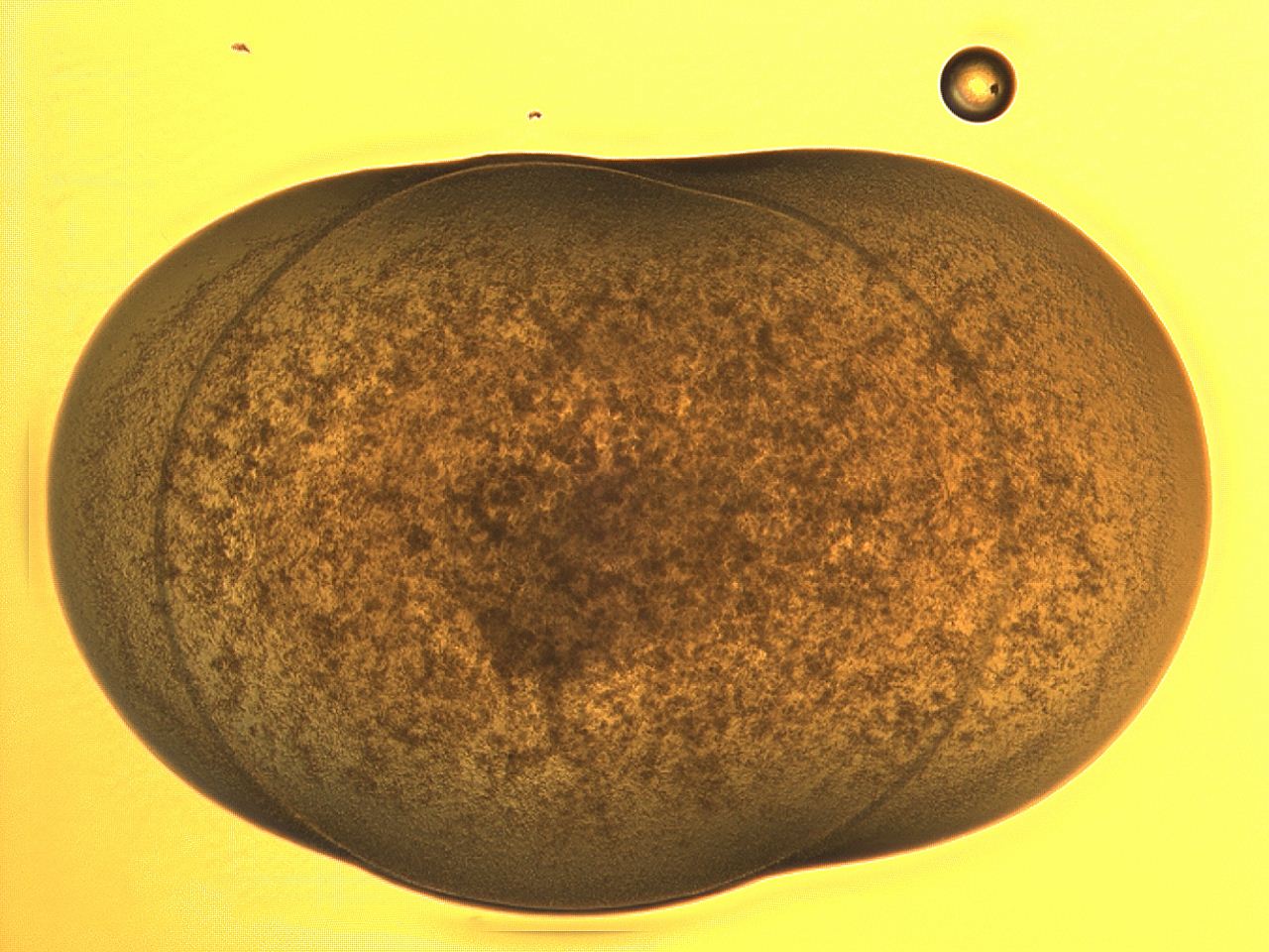 04co_A11_ImagerDefaults_3.jpg