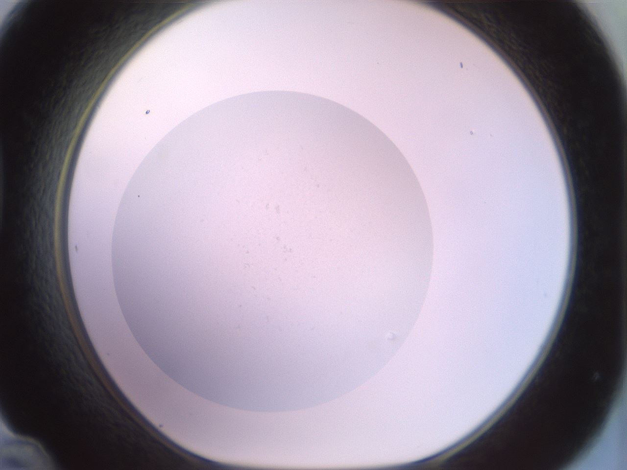 folderID850_plateID1850_batchID7713_wellNum48_profileID1_d1_r123452_ef.jpg