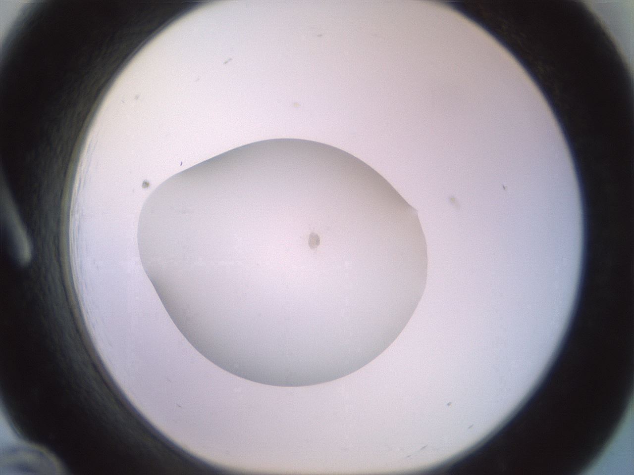 folderID850_plateID1850_batchID7741_wellNum12_profileID1_d1_r123380_ef.jpg